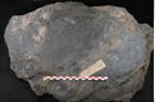 Foto (Detailansicht) von Syringodendron cyclostigma Brongniart (NHMW-GEO-2024-0188-11245)